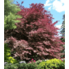 Kép 2/3 - Bükkfa rózsaszín-fehér tarka levelű - Fagus sylvatica 'Argenteomarginata' 80/100cm K5l