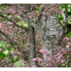 Kép 3/3 - Bükkfa rózsaszín-fehér tarka levelű - Fagus sylvatica 'Argenteomarginata' 80/100cm K5l