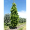 Kép 2/4 - Bükkfa oszlopos sárga levelű - Fagus sylvatica 'Dawyck Gold' 80/100cm K5l