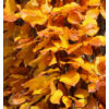Kép 3/4 - Bükkfa oszlopos sárga levelű - Fagus sylvatica 'Dawyck Gold' 80/100cm K5l
