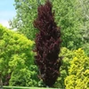 Kép 1/3 - Fagus sylvatica 'Rohan Obelisk'