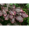 Kép 3/3 - Vérbükk tarka levelű - Fagus sylvatica 'Tricolor' 80/100cm K8l