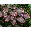 Kép 2/2 - Vérbükk tarka levelű - Fagus sylvatica 'Tricolor' 80/100cm K8l