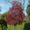 Kép 1/2 - Fraxinus angustifolia 'Raywood'