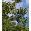 Kép 1/2 - Fraxinus angustifolia ssp. pannonica