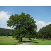 Kép 2/2 - Kőris magas - Fraxinus excelsior 175/200cm TK6/8 K10l