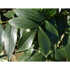 Kép 2/2 - Kőris magas - Fraxinus excelsior 'Westhof's Glorie' TK6/8cm K10,5l