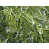 Kép 1/3 - Fraxinus pennsylvanica