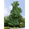 Kép 3/6 - Páfrányfenyő - Ginkgo biloba 20/30cm K2l