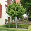 Kép 2/2 - Páfrányfenyő törpe gömb - Ginkgo biloba 'Globosa' 175/200cm TK8/10 T150cm K20l