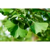 Kép 4/6 - Páfrányfenyő - Ginkgo biloba 175/200cm TK6/8 K20l