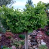 Kép 2/2 - Páfrányfenyő törpe gömb - Ginkgo biloba 'Mariken' 125/150cm  T125cm K25l