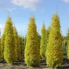 Kép 3/3 - Páfrányfenyő törpe oszlopos - Ginkgo biloba 'Menhir' 150/175cm K10,5l