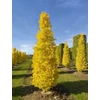 Kép 1/3 - Ginkgo biloba 'Menhir'