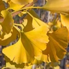 Kép 2/3 - Páfrányfenyő törpe oszlopos - Ginkgo biloba 'Menhir' 150/175cm K10,5l