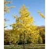 Kép 1/6 - Ginkgo biloba