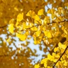 Kép 5/6 - Páfrányfenyő - Ginkgo biloba 175/200cm TK6/8 K20l