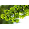 Kép 2/2 - Páfrányfenyő törpe gömb - Ginkgo biloba 'Troll' 80/100cm, alacsony törzses, K10l