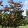 Kép 3/3 - Lepényfa vörös levelű - Gleditsia triacanthos 'Ruby Lace' 150/175cm K15l