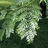 Kép 2/3 - Lepényfa - Gleditsia triacanthos 'Skyline' 300/350cm 6/8 K25l