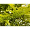 Kép 2/2 - Lepényfa sárga lombú - Gleditsia triacanthos 'Sunburst' 250/300cm 4/6cm K10,5l
