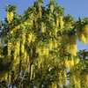 Kép 1/5 - Laburnum anagyroides