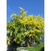 Kép 2/5 - Aranyeső - Laburnum anagyroides 100/125cm K7,5l