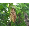 Kép 5/5 - Aranyeső - Laburnum anagyroides 40/60cm K2l