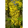 Kép 3/5 - Aranyeső - Laburnum anagyroides 40/60cm K2l