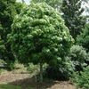 Kép 1/3 - Liquidambar styraciflua 'Oconee'