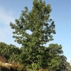Kép 3/4 - Ámbrafa kerek levelű - Liquidambar styraciflua 'Rotundiloba' 100/125cm K10l