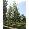 Kép 2/3 - Ámbrafa fehér tarka levelű - Liquidambar styraciflua 'Silver King' 60/80cm K5l