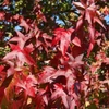 Kép 3/3 - Ámbrafa fehér tarka levelű - Liquidambar styraciflua 'Silver King' 60/80cm K5l
