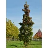 Kép 1/3 - Liquidambar styraciflua 'Slender Silhouette'