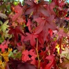 Kép 3/3 - Ámbrafa oszlopos - Liquidambar styraciflua 'Slender Silhouette' 225/250cm K15l