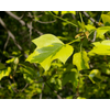 Kép 2/2 - Tulipánfa sárga tarka levelű - Liriodendron tulipifera 'Aureomarginatum' 175/200cm, törzses, K10l