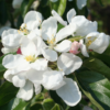 Kép 2/3 - Díszalma fehér virágú - Malus 'John Downie' 250/300cm TK6/8 K18l