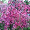 Kép 1/4 - Malus 'Royal Beauty'