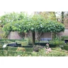 Kép 2/2 - Eperfa szeldelt levelű, fekete gyümölcsű - Morus alba 'Macrophylla' 200/250cm K7,5l