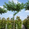 Kép 1/4 - Morus platanifolia (Morus kagayamae) 'Fruitless'