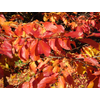Kép 2/2 - Varázsfa perzsa oszlopos - Parrotia persica 'Persian Spire', 60/80cm, K7,5l
