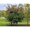 Kép 2/3 - Varázsfa perzsa - Parrotia persica 'Bella' 100/125cm K15l