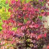 Kép 1/3 - Parrotia persica 'Bella'