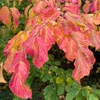 Kép 5/5 - Varázsfa perzsa - Parrotia persica 100/125cm K5l