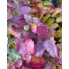 Kép 1/2 - Parrotia persica 'Select' 