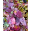 Kép 1/2 - Varázsfa perzsa - Parrotia persica 'Select' 175/200cm DL3xi FL