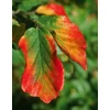 Kép 2/2 - Varázsfa perzsa - Parrotia persica 'Tűzmadár' 200/225cm K60l