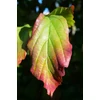 Kép 4/5 - Varázsfa perzsa oszlopos - Parrotia persica 'Vanessa' 150/175cm K7,5l