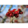 Kép 4/5 - Varázsfa perzsa - Parrotia persica 100/125cm K5l