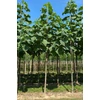 Kép 3/4 - Császárfa - Paulownia fortunei 'Fast Blue' 250/300cm K12l